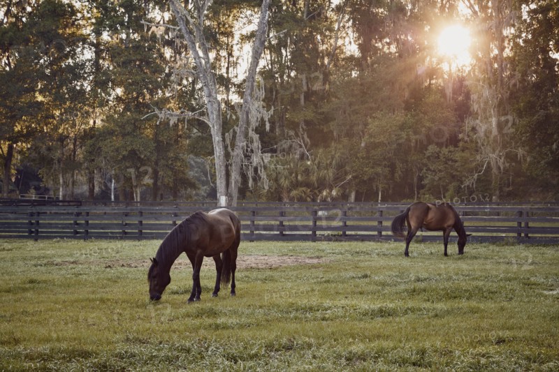 Horses grazing in pasture
