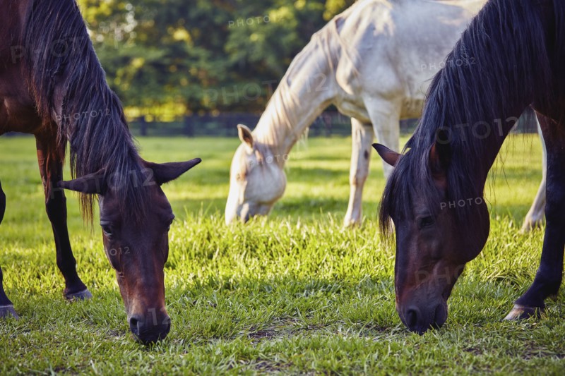 Horses grazing in pasture
