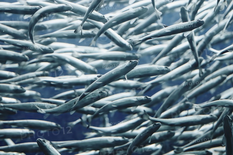 Close up of swimming school of fish