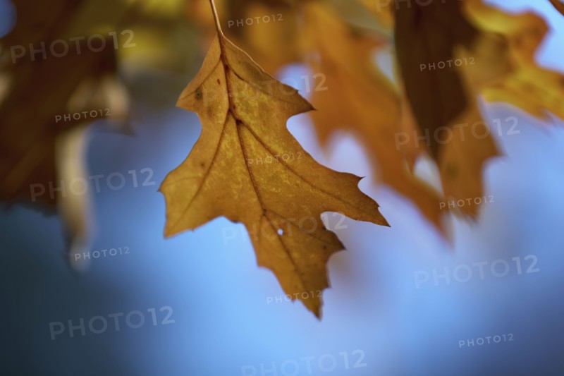 Oak leaves on branch in autumn
