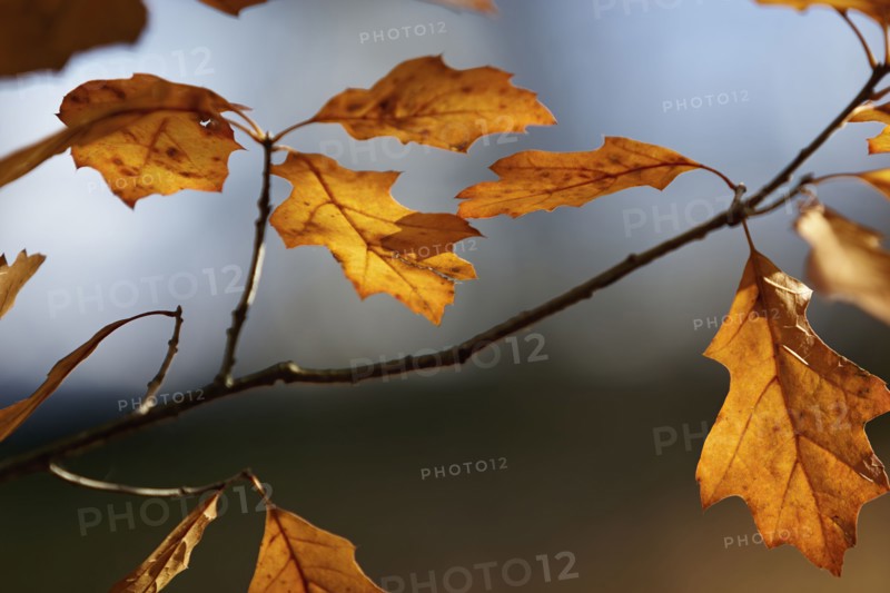 Close up of dry leaves on branch