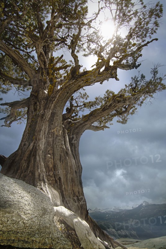 USA, Arizona, Sedona, Sun shining through juniper tree