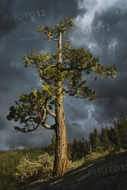 USA, Arizona, Sedona, Juniper tree against storm clouds