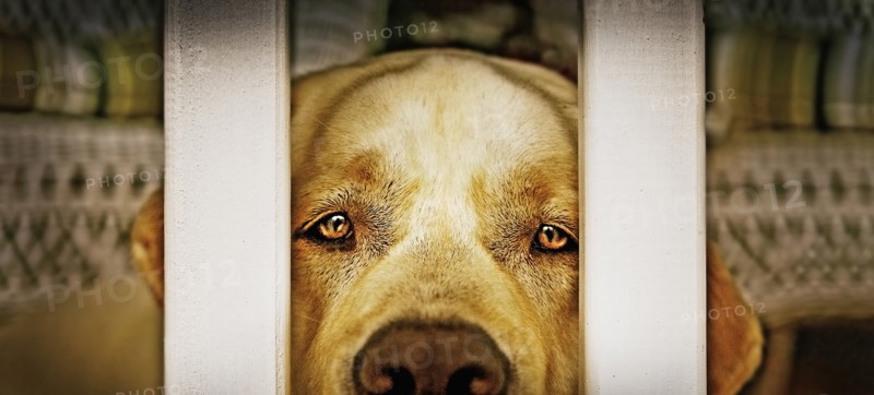 Labrador Retriever looking through balustrade