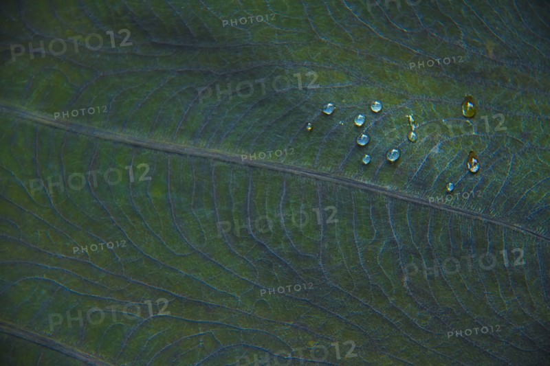 Close-up of dew on leaf