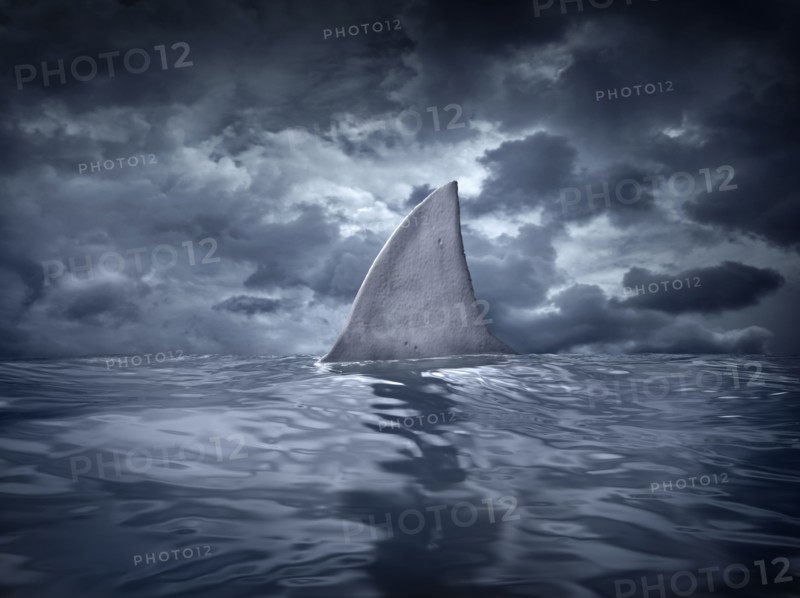 Shark fin in ocean