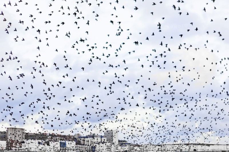 Flock of seagulls at seaside