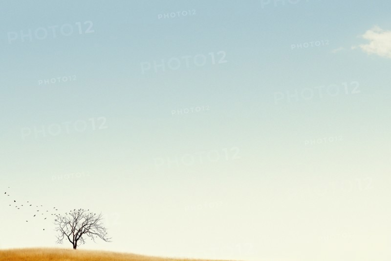 USA, Michigan, Lone tree against blue sky