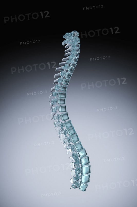 Human spine model