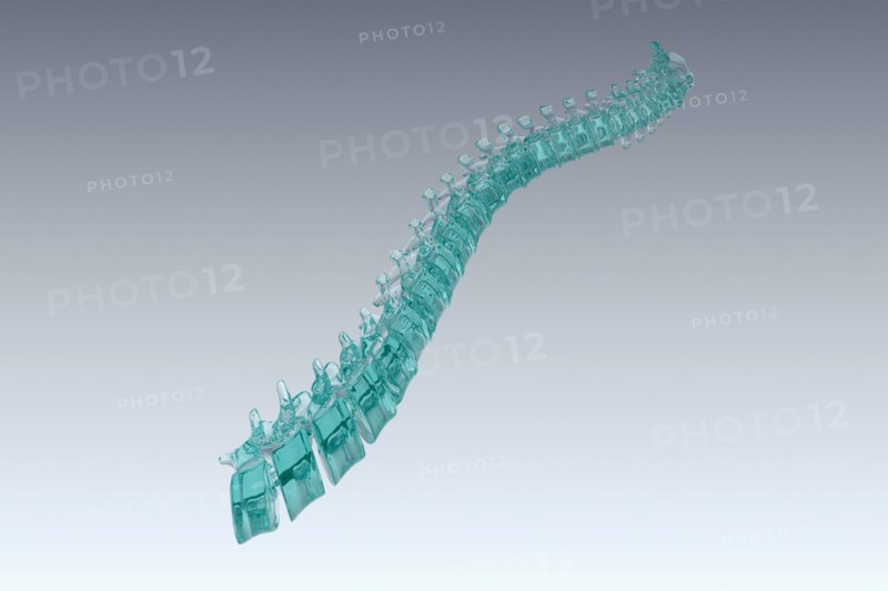 Human spine model