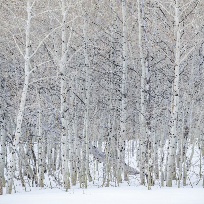 USA, Idaho, Sun Valley, Aspen forest in winter in Sawtooth National Forest
