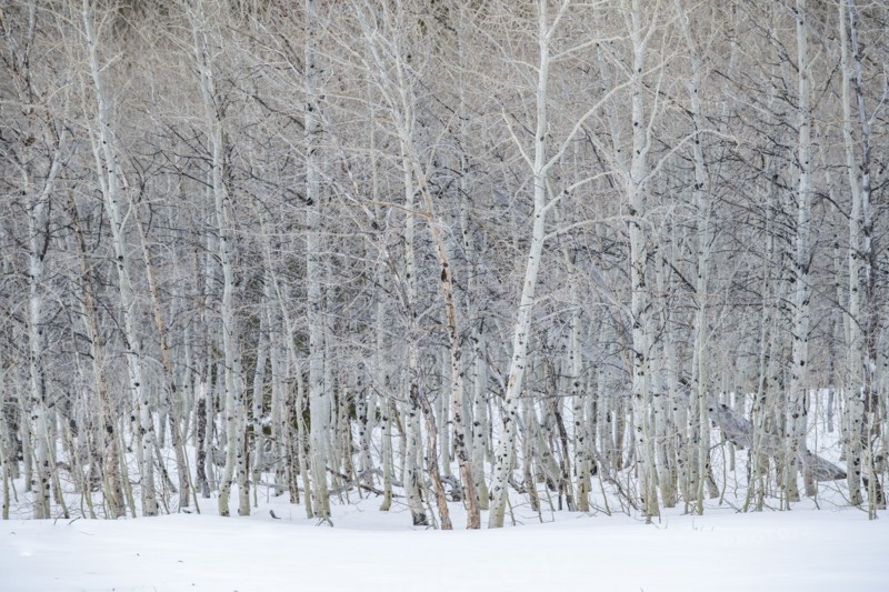 USA, Idaho, Sun Valley, Aspen forest in winter in Sawtooth National Forest