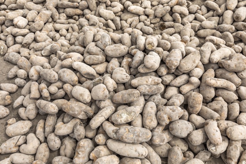 Pile of potatoes left for public by farmers during COVID-19 pandemic