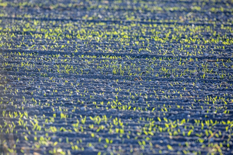 USA, Idaho, Bellevue, Plant seedlings in soil