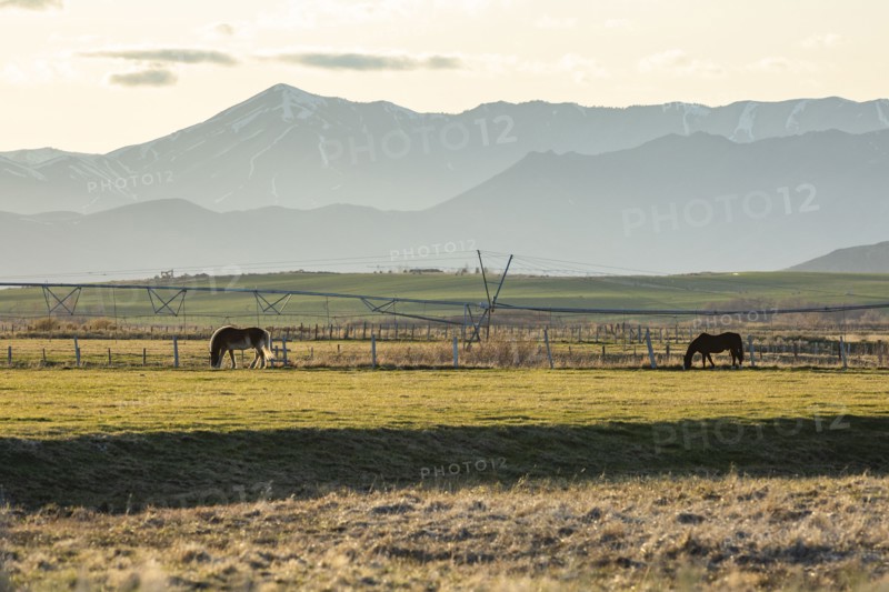 USA, Idaho, Picabo, Horses grazing in rural pasture at sunset