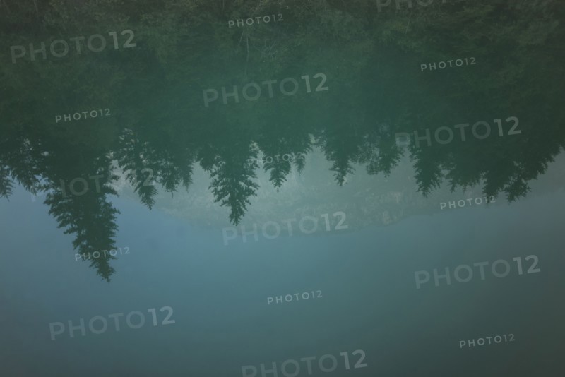 Pine trees reflected in lake Plansee