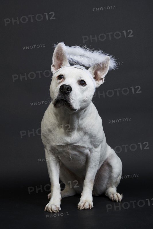 White pit bull terrier with halo on black background