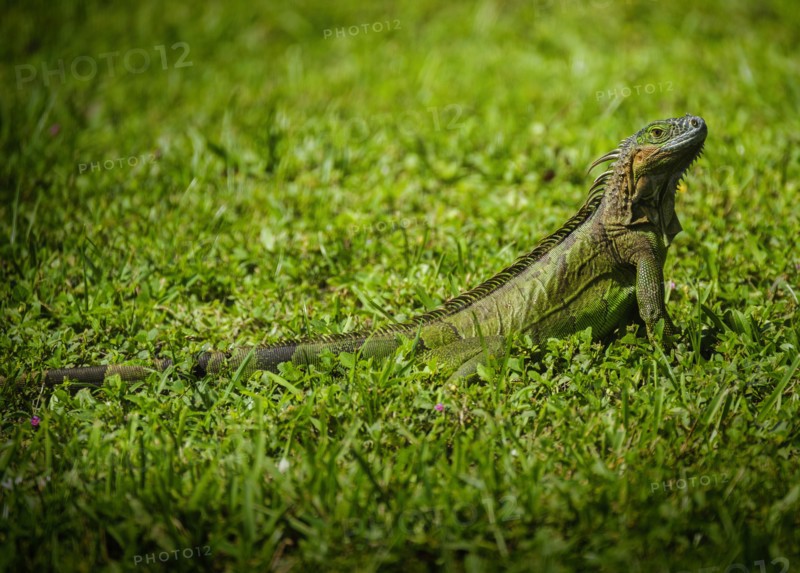 Iguana on grass