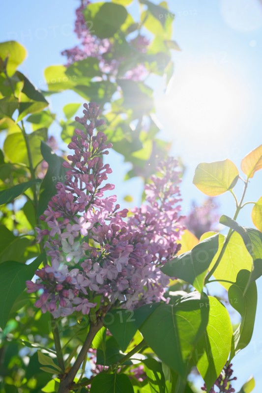 Lilac blossom against sky
