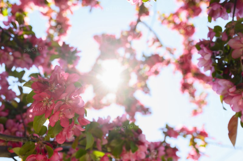 Pink azaleas against sky