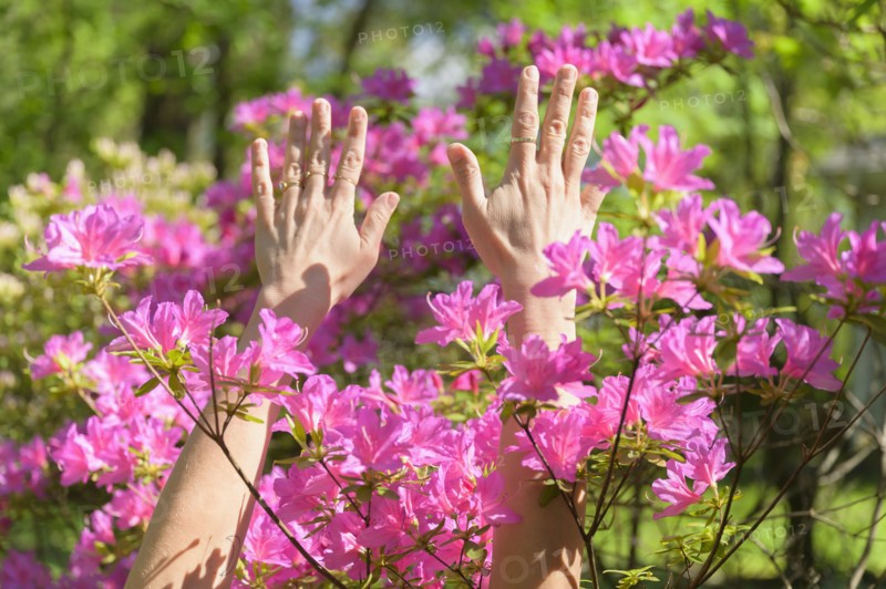 Female hands among pink flowers