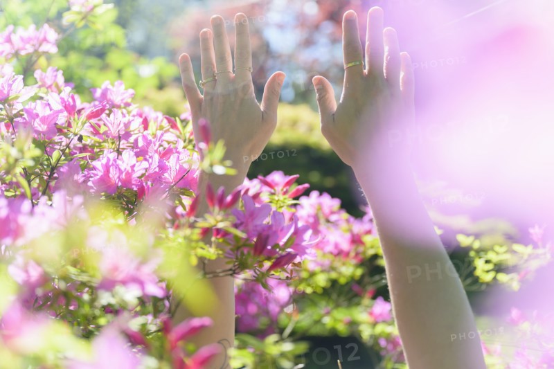 Female hands among pink flowers
