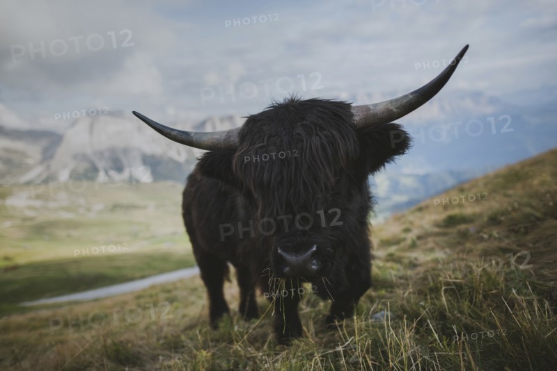 Italy, Dolomite Alps, Highland cattle in pasture in Dolomite Alps