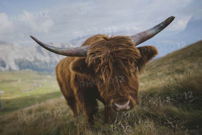Italy, Dolomite Alps, Highland cattle in pasture in Dolomite Alps