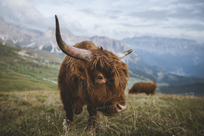 Italy, Dolomite Alps, Highland cattle in pasture in Dolomite Alps