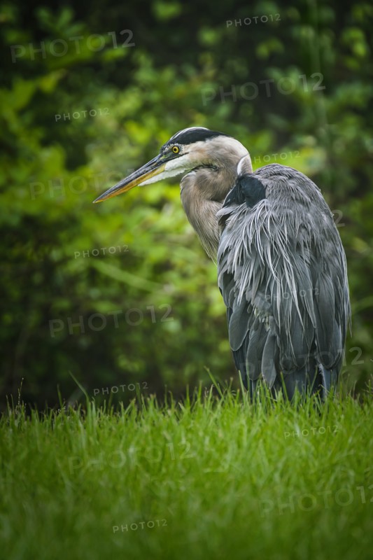 Great blue heron (Ardea herodias) perching in grass,,