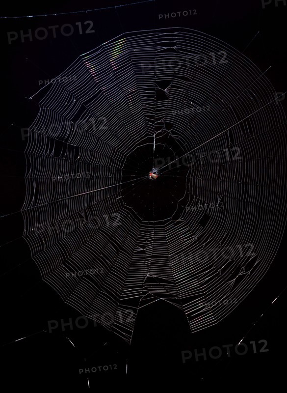 Spiny Orb Weaver (Gasteracantha) in spiderweb against a black background