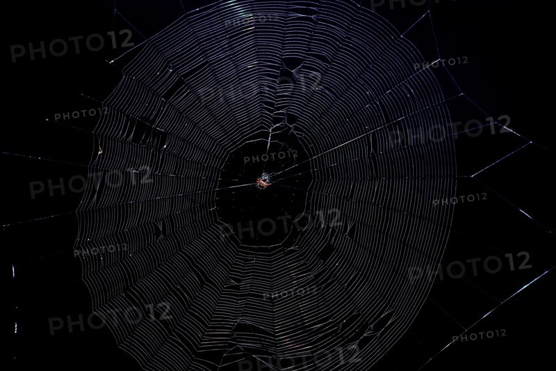 Spiny Orb Weaver (Gasteracantha) in spiderweb against a black background