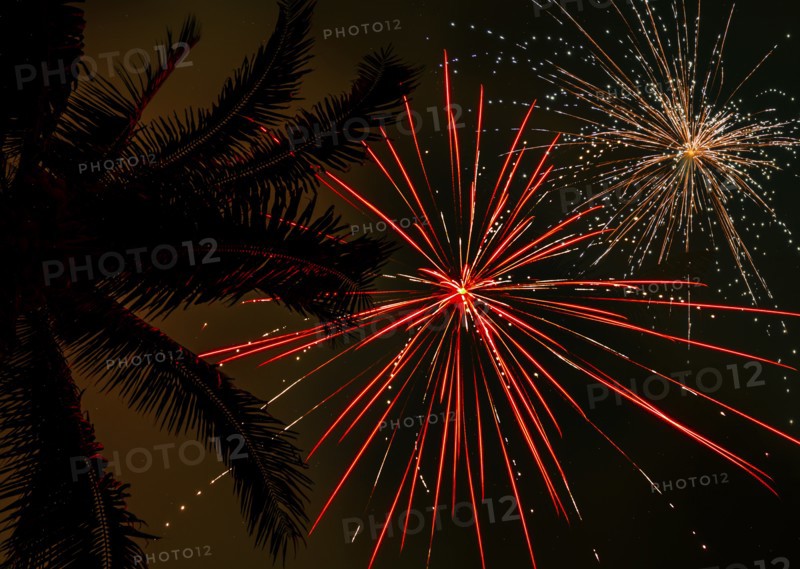 Palm tree and firework display,,