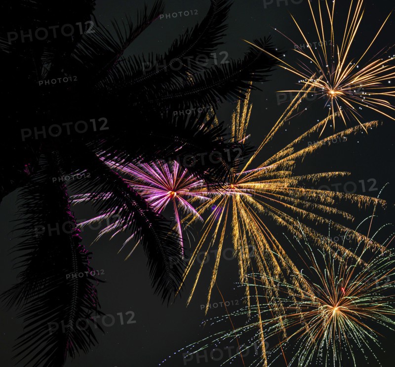 Palm tree and firework display,,