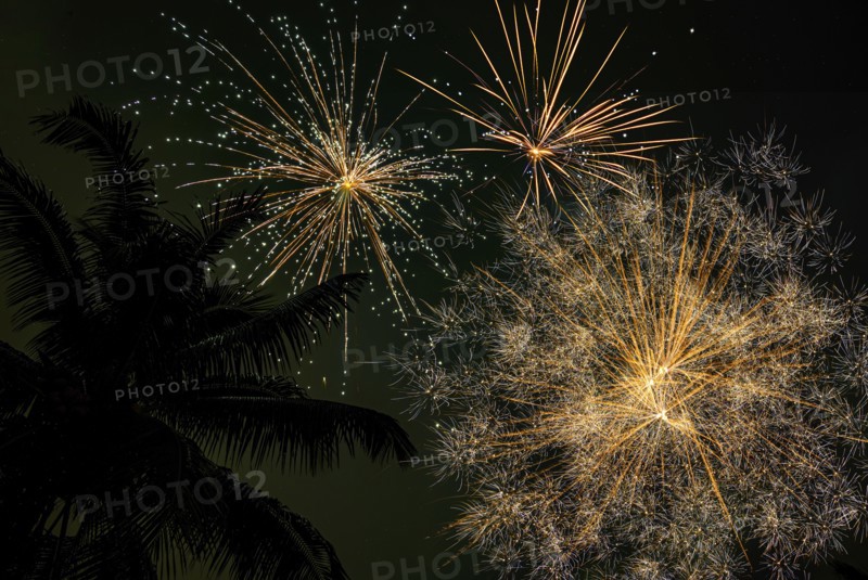 Palm tree and firework display,,