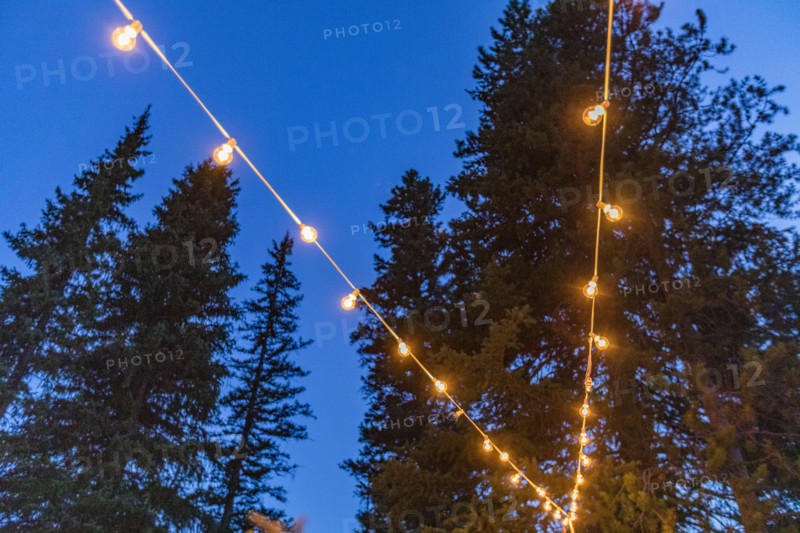 String lights against pine trees,,