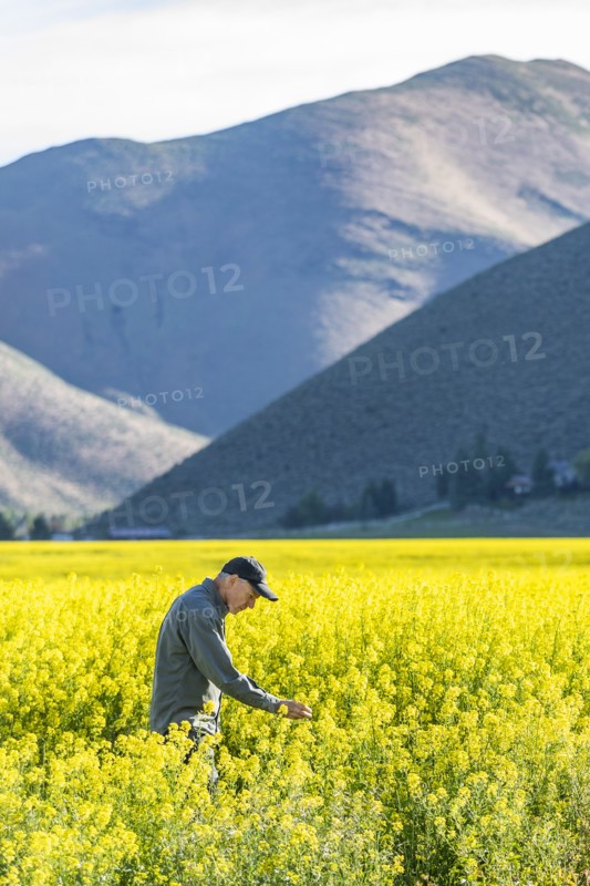 USA, Farmer examining mustard crop,