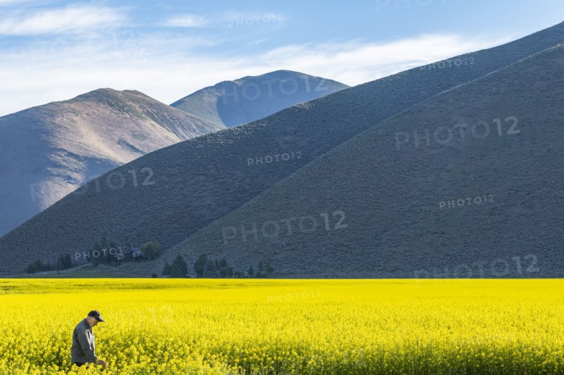 USA, Farmer examining mustard crop,