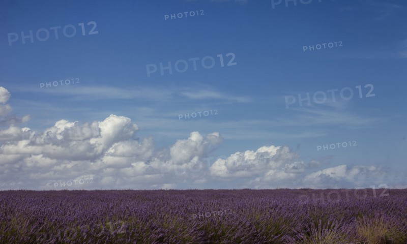 France, Provence, Lavender field and cloudy sky