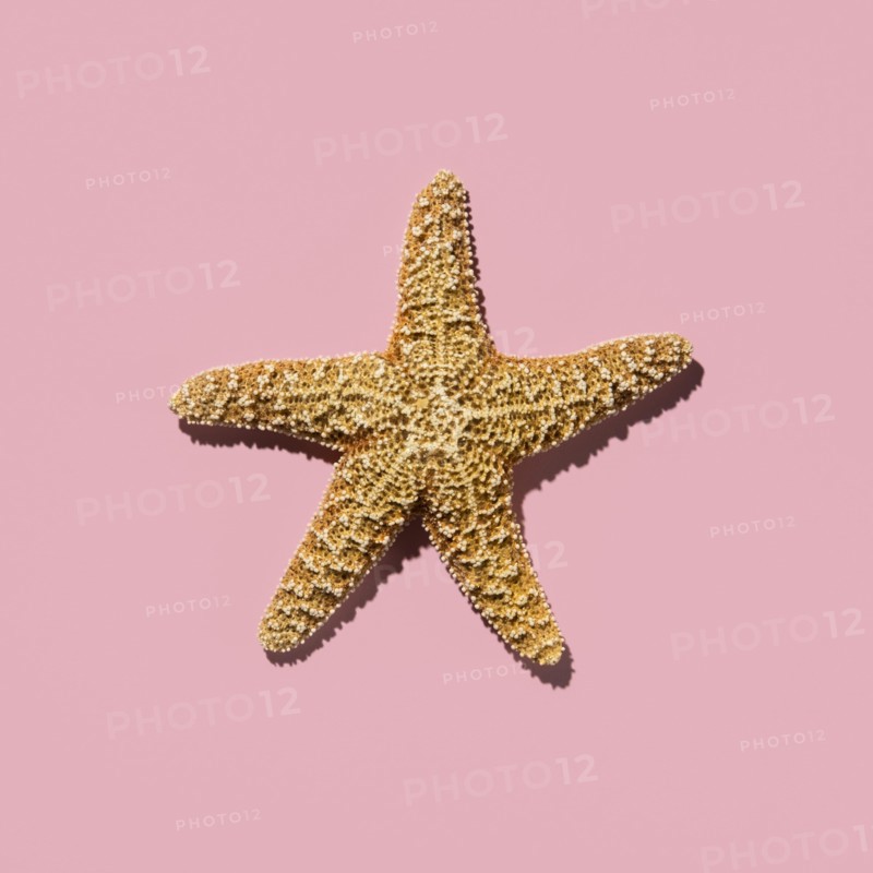 Starfish on pink background