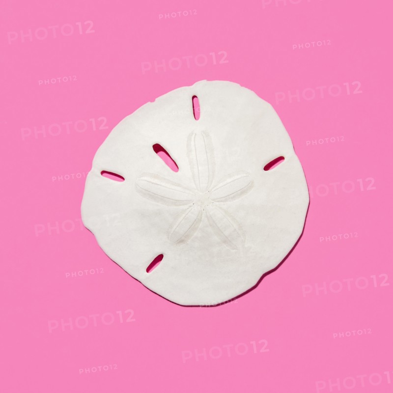 Sand dollar fossil shell on pink background