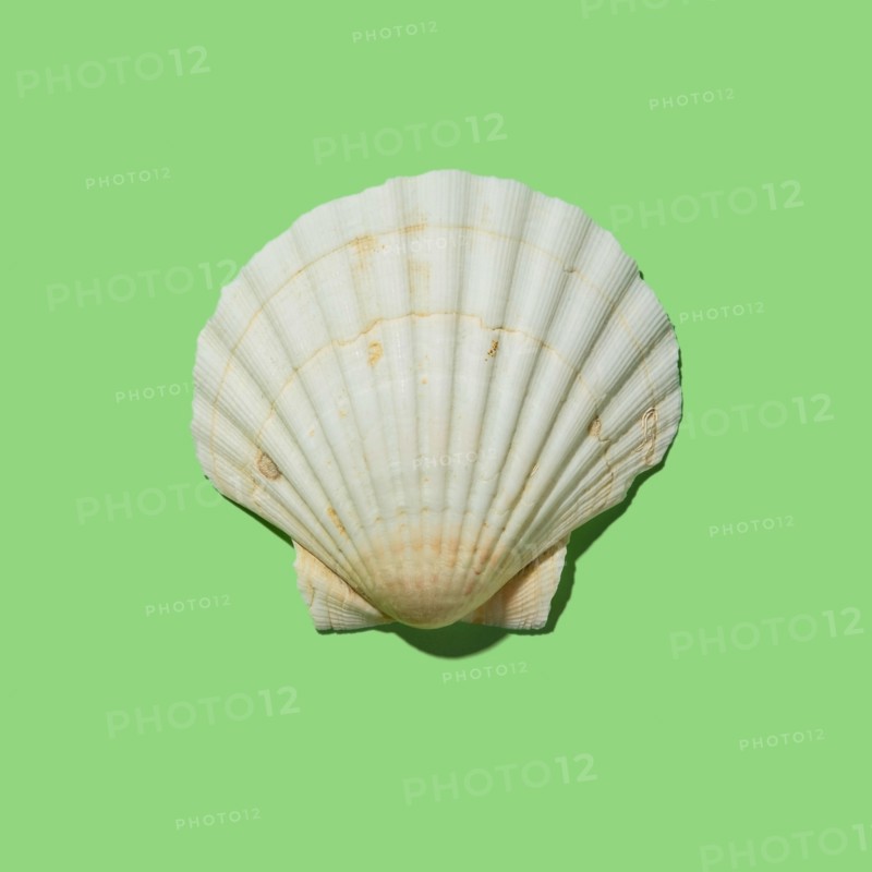Scallop shell on green background