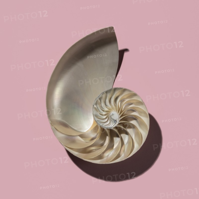 Cross section of nautilus shell showing Fibonacci pattern on pink background