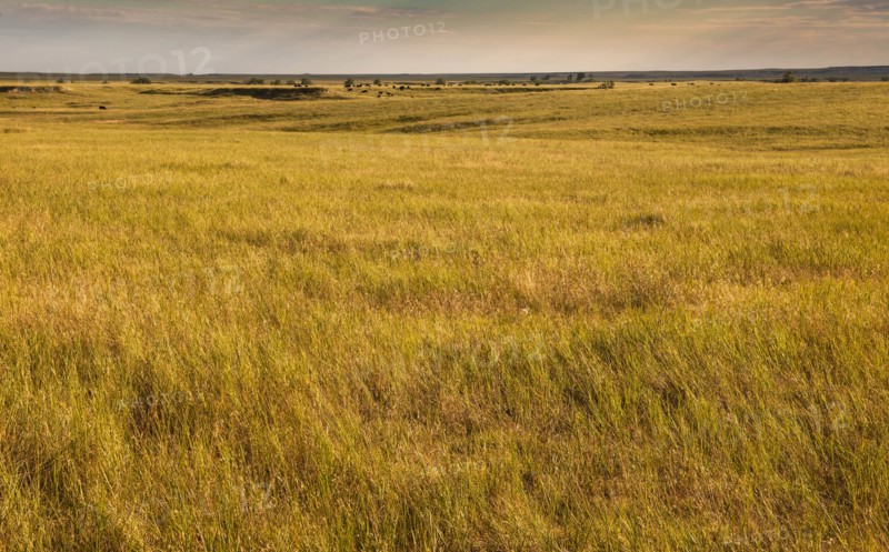 USA, South Dakota, Field of prairie grass