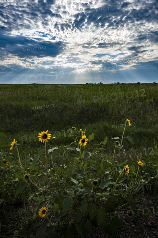 USA, South Dakota, Wild daisies in prairie