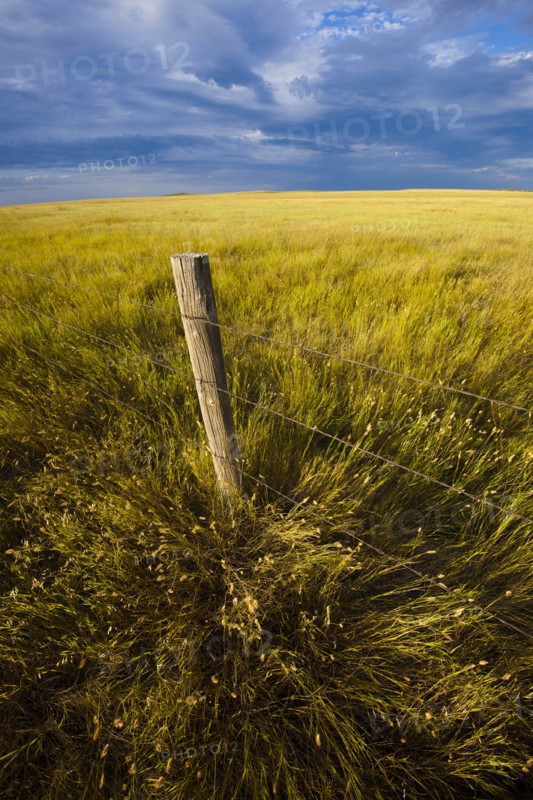 USA, South Dakota, Barbed wire fence and prairie grass in field