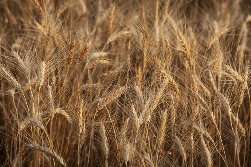 USA, South Dakota, Field of crop in summertime