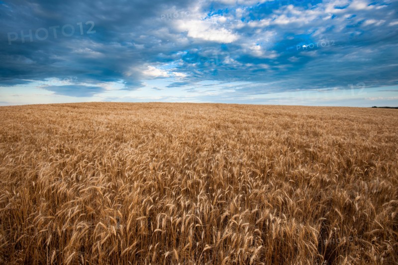 USA, South Dakota, Field of crop in summertime