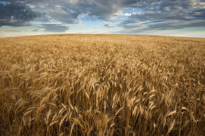 USA, South Dakota, Field of crop in summertime