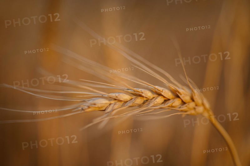 USA, South Dakota, Close-up of crop kernel